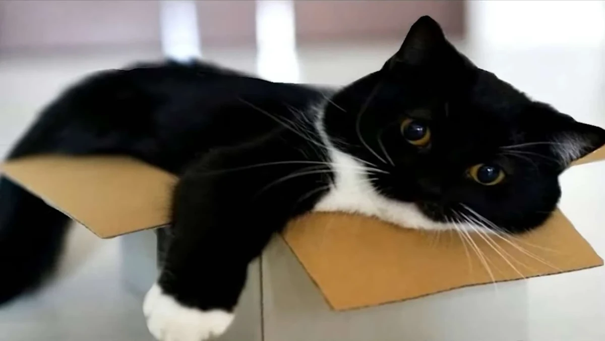 The cat behind UniCoin